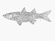 Image of Chelon richardsonii (South African mullet)