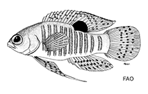 To FishBase images (<i>Lipogramma robinsi</i>, by FAO)