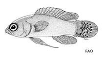 To FishBase images (<i>Lipogramma roseum</i>, by FAO)