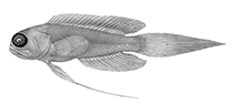 To FishBase images (<i>Lonchopisthus ancistrus</i>, USA, by Schroeder, J. R.)