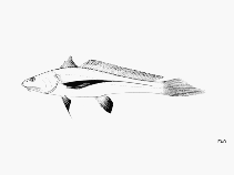 To FishBase images (<i>Lonchurus lanceolatus</i>, by FAO)