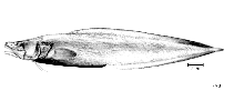 To FishBase images (<i>Luciobrotula bartschi</i>, by FAO)