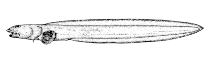 To FishBase images (<i>Lycenchelys crotalina</i>, Canada, by Canadian Museum of Nature, Ottawa, Canada)
