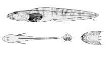 To FishBase images (<i>Lycodes jugoricus</i>, Canada, by Canadian Museum of Nature, Ottawa, Canada)