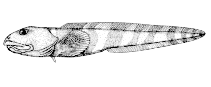 To FishBase images (<i>Lycodes lavalaei</i>, Canada, by Canadian Museum of Nature, Ottawa, Canada)