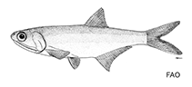 Image of Lycengraulis limnichthys 