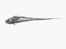 To FishBase images (<i>Lyconus pinnatus</i>, by SFSA)
