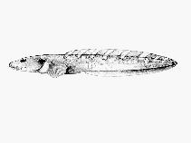 To FishBase images (<i>Lycodes sagittarius</i>, Canada, by Canadian Museum of Nature, Ottawa, Canada)
