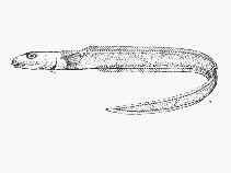 Image of Lycodonus vermiformis 