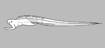 Image of Monognathus herringi 