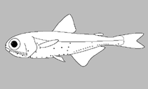 Image of Myctophum brachygnathum (Short-jawed lanternfish)