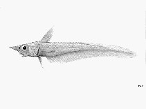 To FishBase images (<i>Mataeocephalus acipenserinus</i>, by FAO)