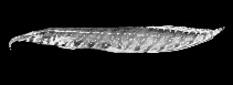 Image of Macrognathus aculeatus (Lesser spiny eel)