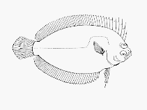 To FishBase images (<i>Marleyella bicolorata</i>, South Africa, by SFSA)