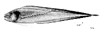 To FishBase images (<i>Mastigopterus imperator</i>, by FAO)