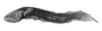 To FishBase images (<i>Mascarenichthys microphthalmus</i>, South Africa, by W. Schwarzhans & P. R. Møller)