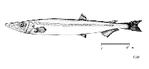 To FishBase images (<i>Magnisudis prionosa</i>, by FAO)