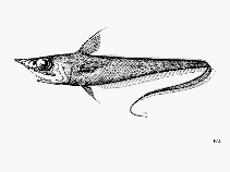 To FishBase images (<i>Mataeocephalus tenuicauda</i>, by FAO)