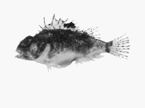 To FishBase images (<i>Maxillicosta whitleyi</i>, by CSIRO)