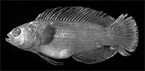 To FishBase images (<i>Manonichthys winterbottomi</i>, Philippines, by Gill, A.C.)