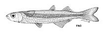 To FishBase images (<i>Adenops analis</i>, by FAO)