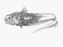 To FishBase images (<i>Mesobius antipodum</i>, by SFSA)