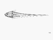 To FishBase images (<i>Mesobius berryi</i>, by FAO)