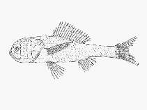To FishBase images (<i>Melamphaes danae</i>, by SFSA)