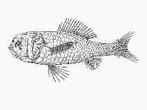 To FishBase images (<i>Melamphaes eulepis</i>, by SFSA)