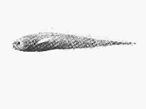 To FishBase images (<i>Melanonus gracilis</i>, by SFSA)