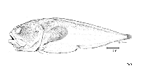 To FishBase images (<i>Melodichthys hadrocephalus</i>, by FAO)