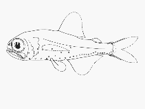 Image of Metelectrona herwigi (Herwig lanternfish)