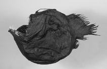 To FishBase images (<i>Melanocetus johnsonii</i>, by Ho, H.-C.)