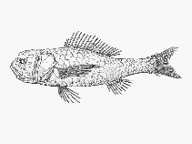To FishBase images (<i>Melamphaes longivelis</i>, by SFSA)