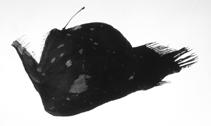 Image of Melanocetus murrayi (Murray\
