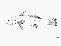 To FishBase images (<i>Menticirrhus ophicephalus</i>, by FAO)