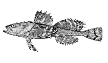 To FishBase images (<i>Megalocottus platycephalus</i>, Alaska, by Bull. U.S. Bur. Fish.)