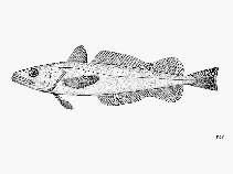 To FishBase images (<i>Merluccius polli</i>, by FAO)