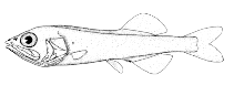 To FishBase images (<i>Holtbyrnia rostrata</i>, Canada, by Canadian Museum of Nature, Ottawa, Canada)