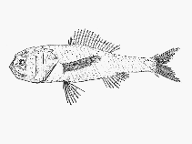 To FishBase images (<i>Melamphaes simus</i>, by SFSA)