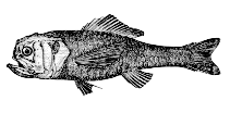 To FishBase images (<i>Melamphaes suborbitalis</i>, Canada, by Canadian Museum of Nature, Ottawa, Canada)