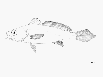 To FishBase images (<i>Miracorvina angolensis</i>, by FAO)
