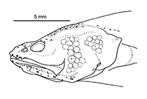 To FishBase images (<i>Microbrotula bentleyi</i>, by W. Schwarzhans & J.G. Nielsen)