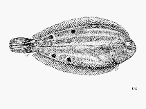 To FishBase images (<i>Microchirus frechkopi</i>, by FAO)