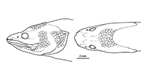 To FishBase images (<i>Microbrotula greenfieldi</i>, Fiji, by W. Schwarzhans & J.G. Nielsen)