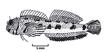 To FishBase images (<i>Mimoblennius lineathorax</i>, Reunion I., by Fricke, R.)