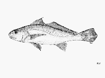 To FishBase images (<i>Micropogonias megalops</i>, by FAO)