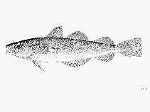 To FishBase images (<i>Microgadus proximus</i>, by FAO)