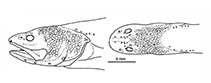 To FishBase images (<i>Microbrotula punicea</i>, Kermadec Is., by W. Schwarzhans & J.G. Nielsen)