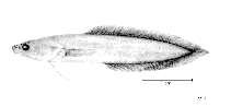 To FishBase images (<i>Microbrotula rubra</i>, by FAO)